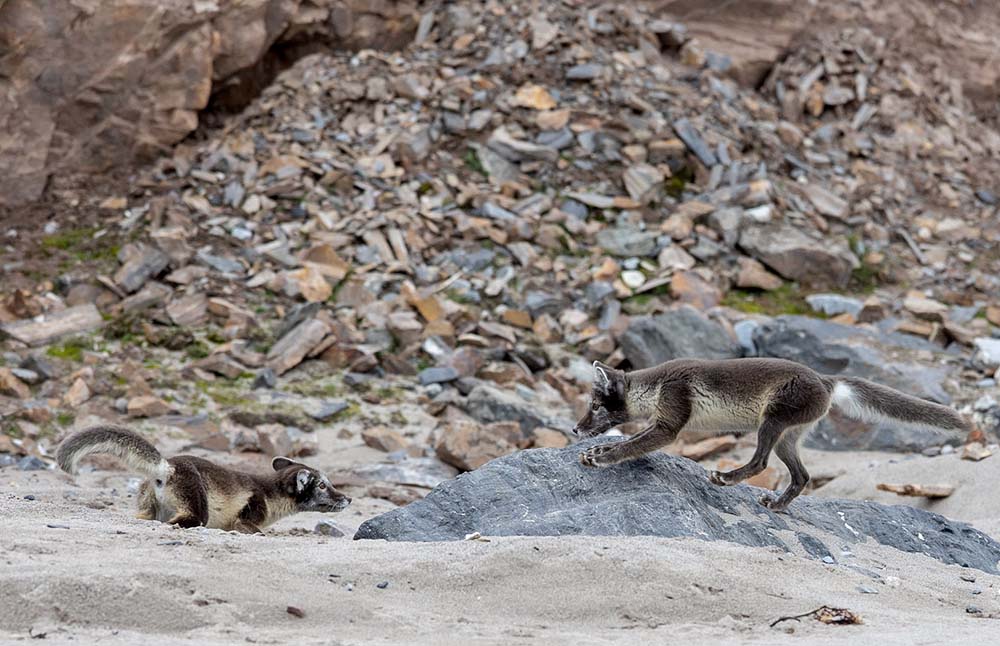 renard arctique Svalbard