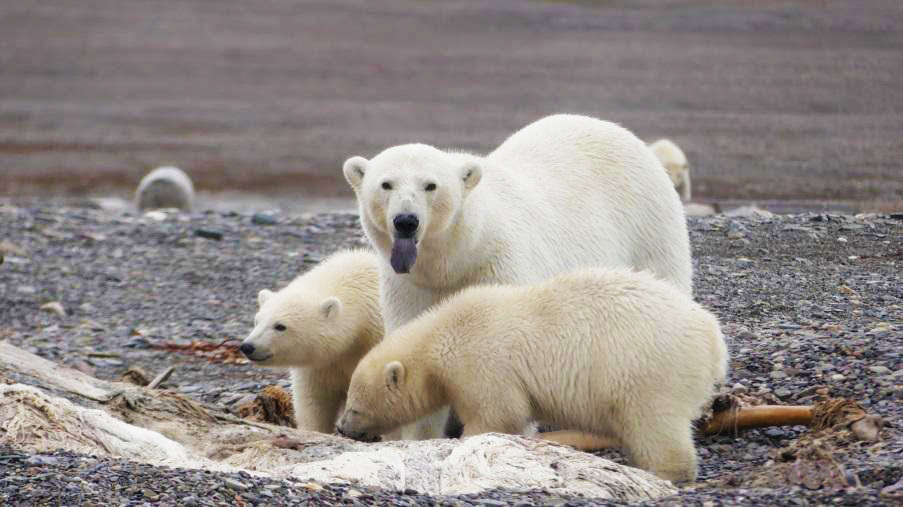 Ours et oursons Svalbard