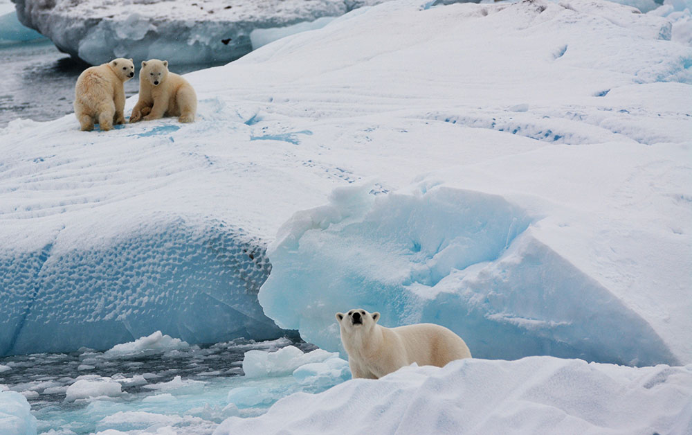 Ours et Oursons Brasvelbreen