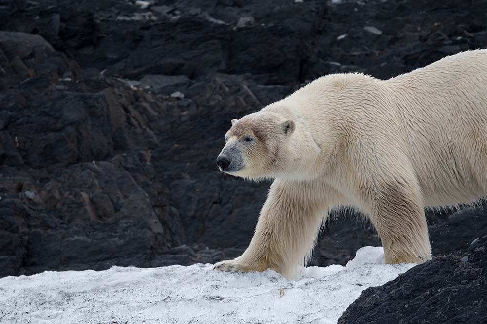 Ours polaire roche neige