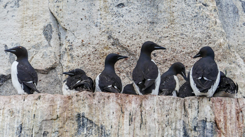 Guillemots de Brünnich Alkefjellet