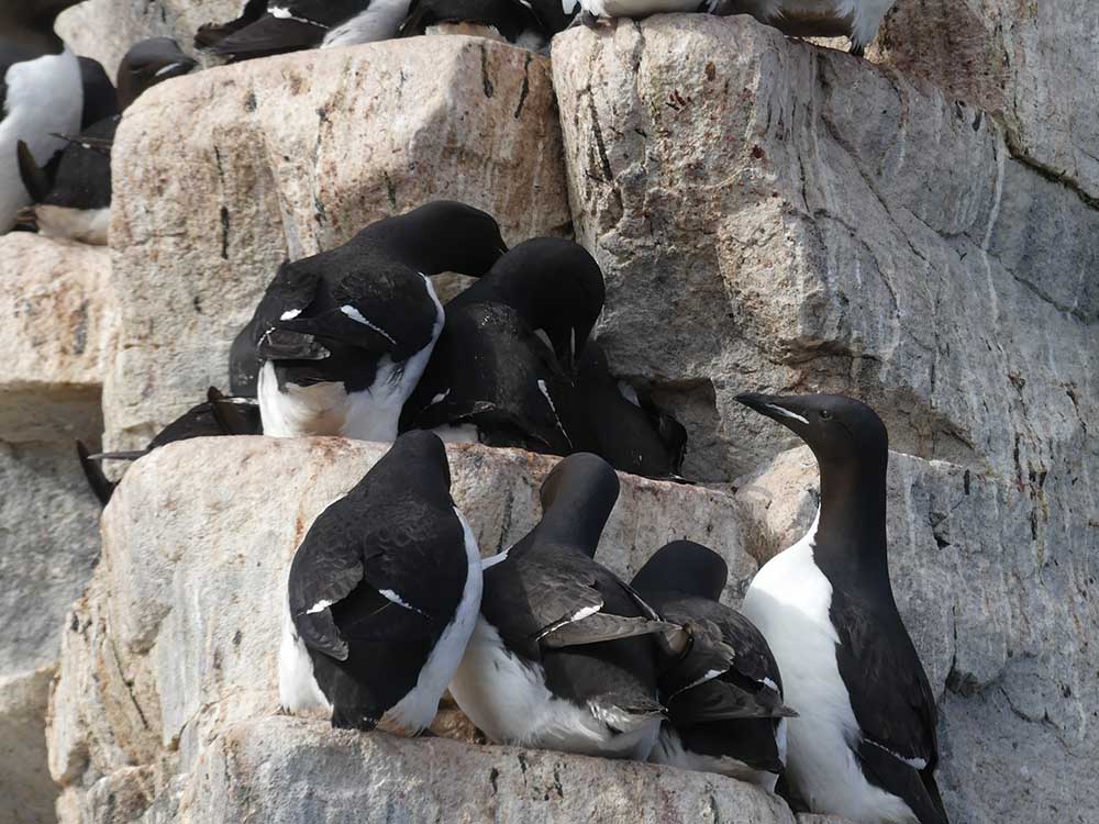 Guillemots de Brünnich Alkefjellet copie