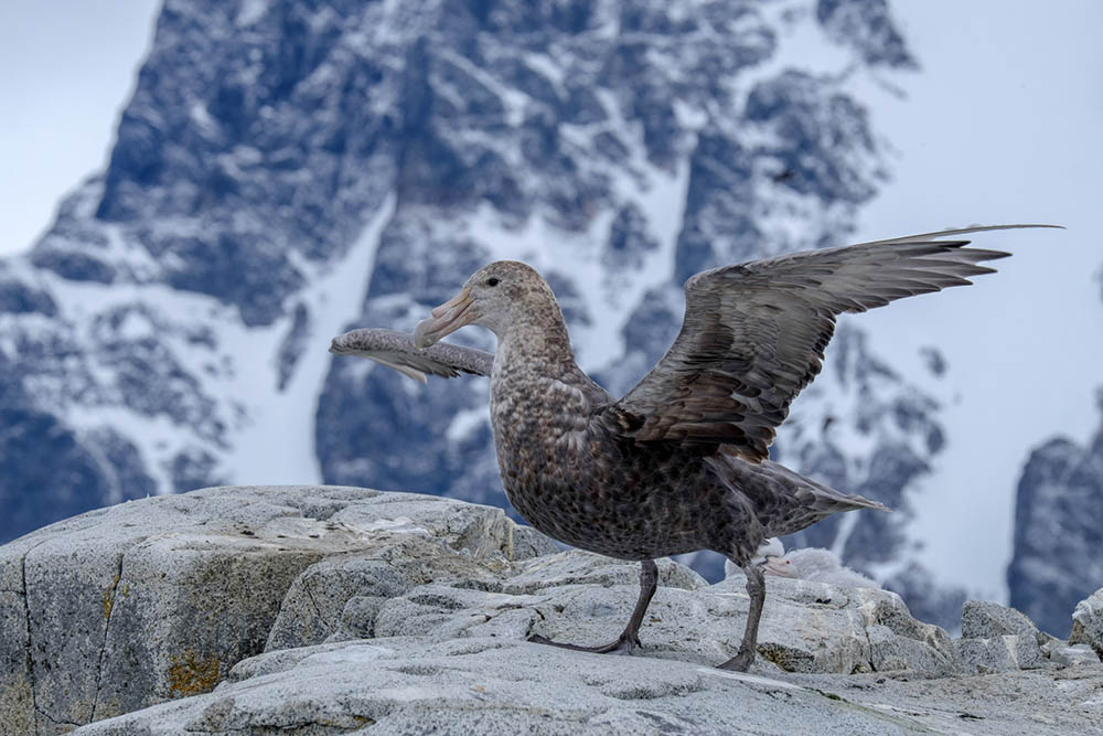 Albatros Antarctique