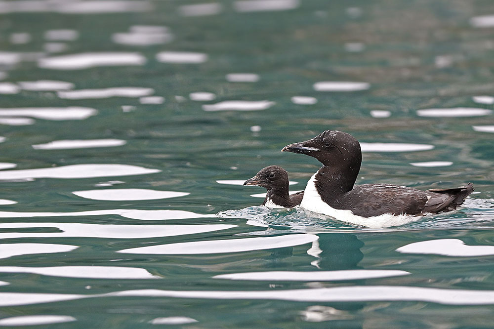 Guillemots pere et fils copie