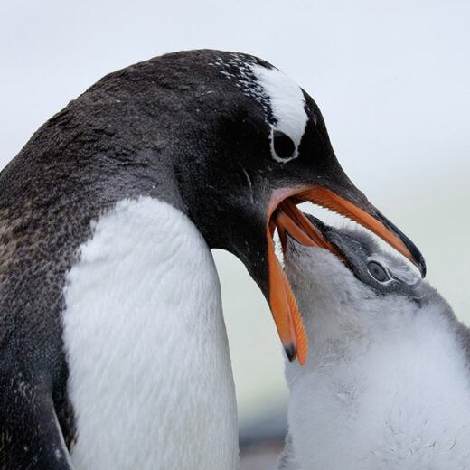 Manchot Papou Antarctique