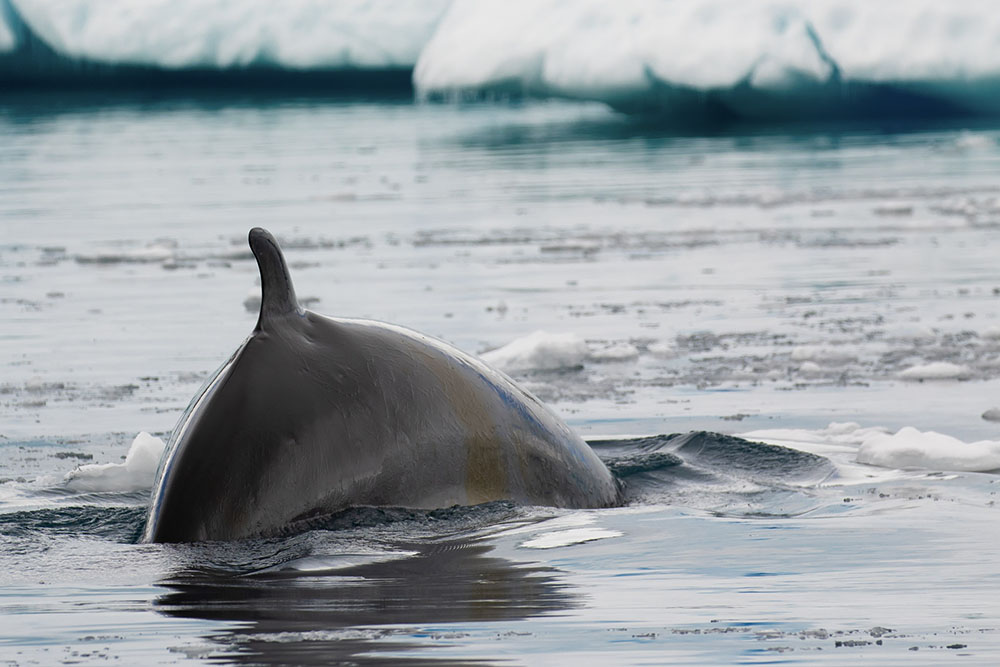 Baleine Antarctique