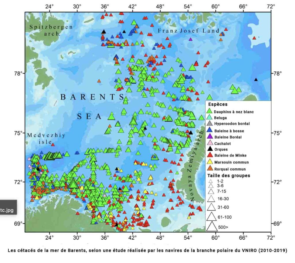 Carte cétacé Barents copie