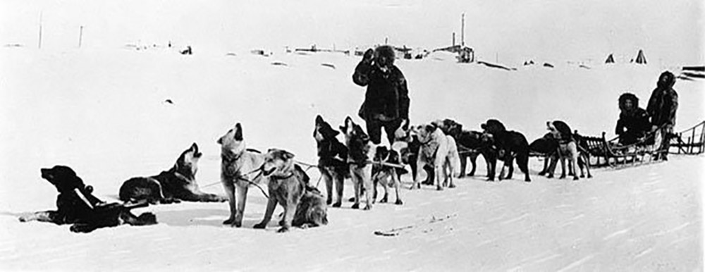 Chiens de traîneaux Arctique copie