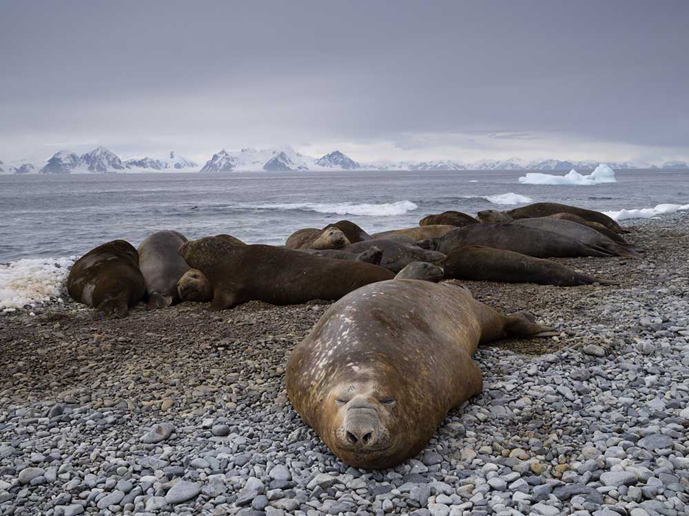 Elephants de mer Antarctique