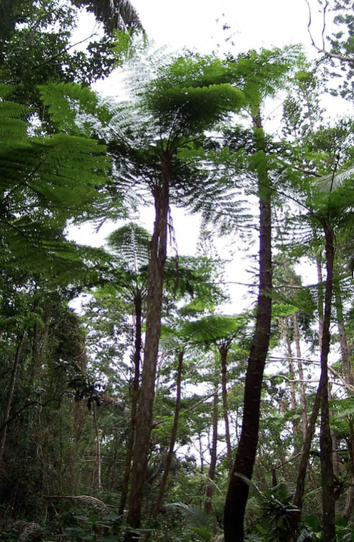 Foret tropicale de fougeres