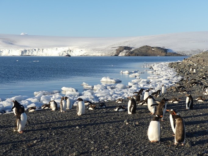 Manchot Antarctique