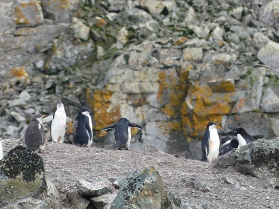 Manchots Adélie Antarctique