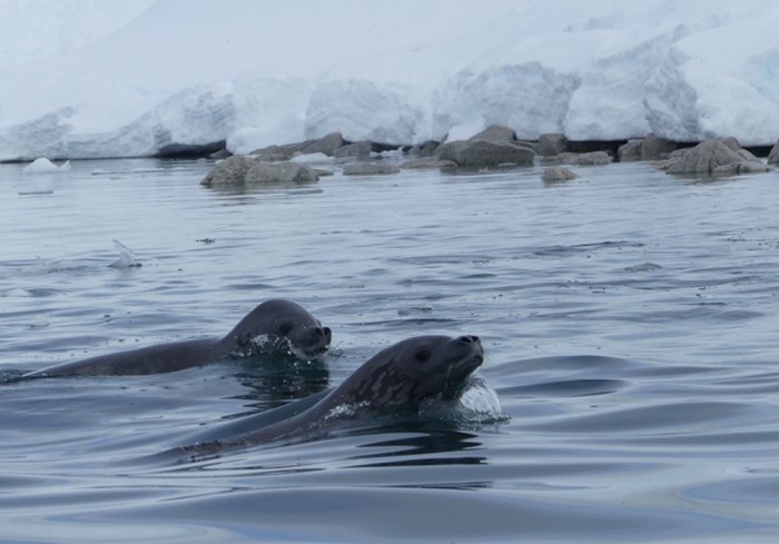 Phoque Antarctique