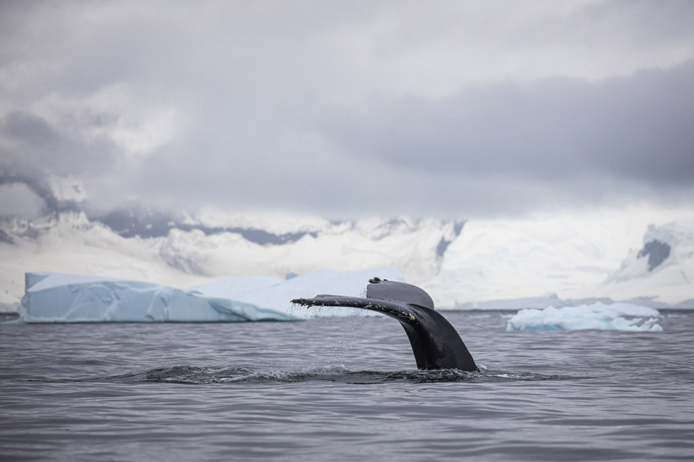 Antarctique - baleine