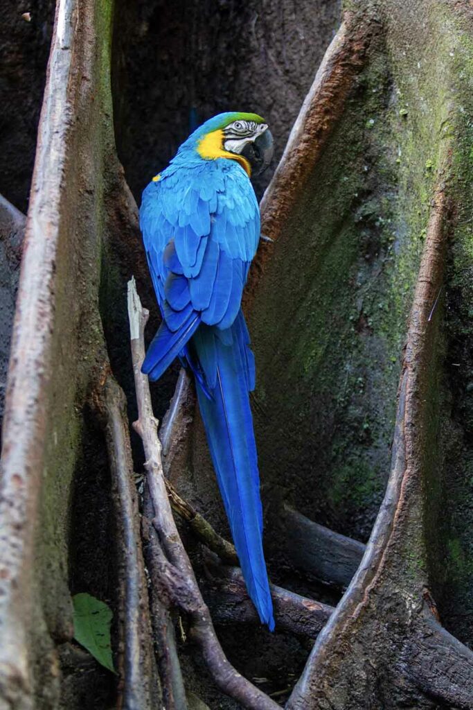 Ara bleu Amazonie