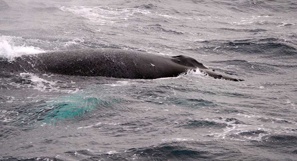 Baleines à bosse