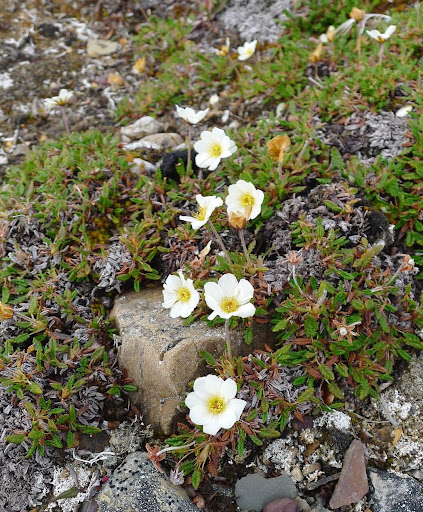 Dryade à 8 pétales Spitzberg