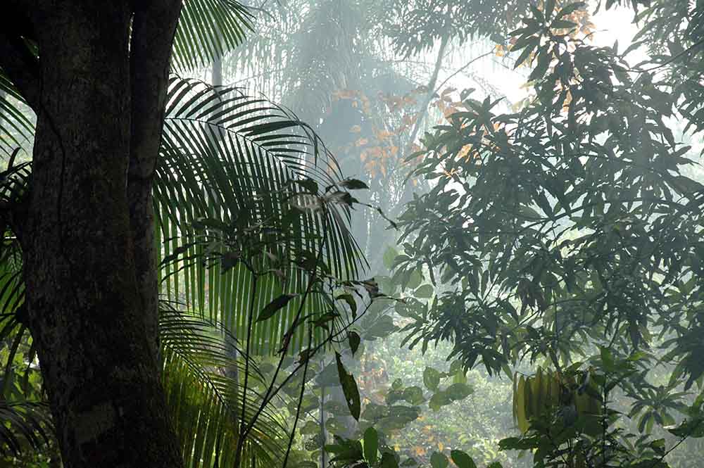 FORÊT TROPICALE AMAZONIE