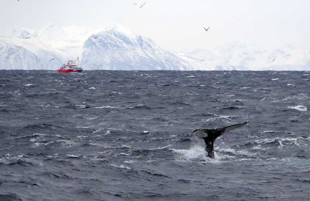 Lofoten Baleine