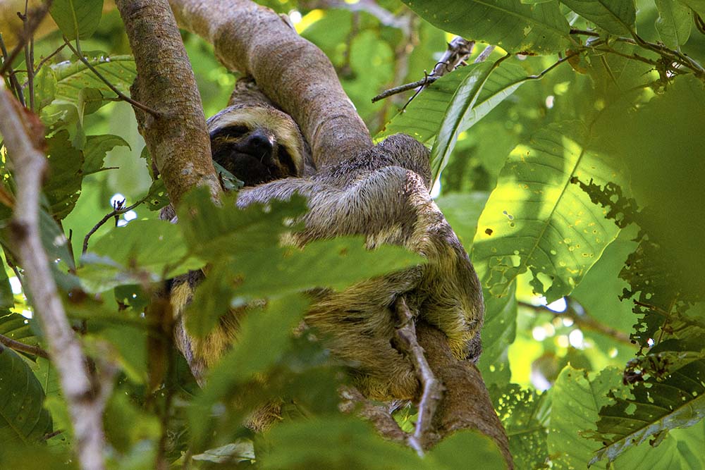 Paresseux Amazonie