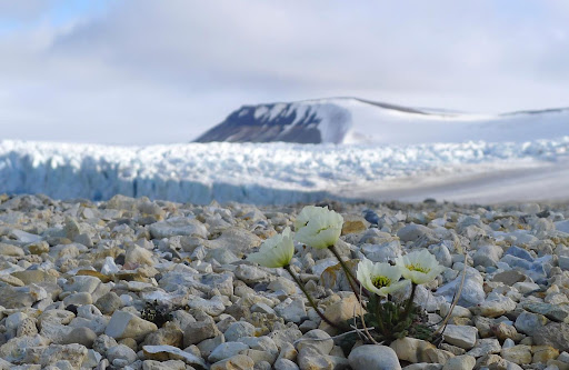 Pavot du Svalbard