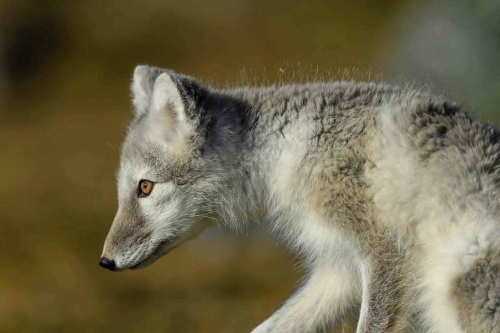 Synonyme de sales renard polaire