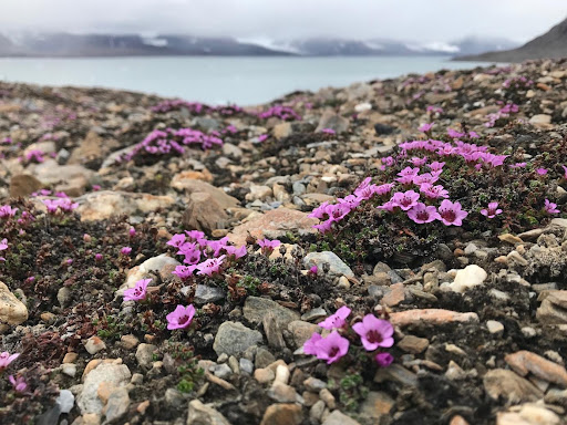 saxifrages à feuilles opposées 