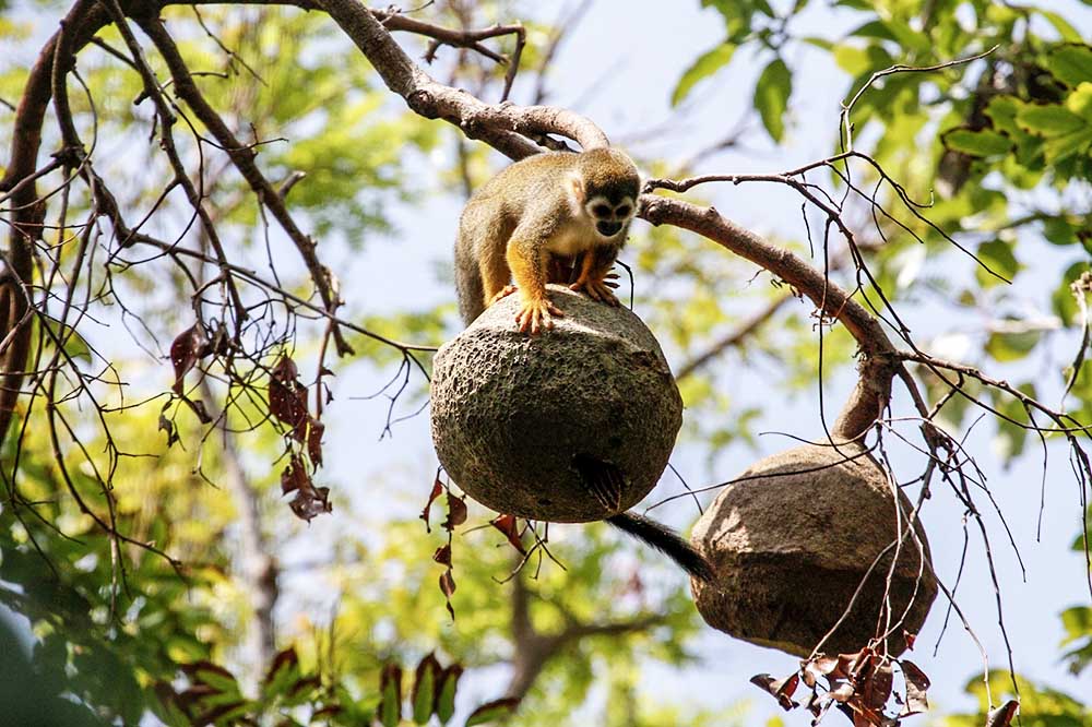 Singe-écureuil Amazonie