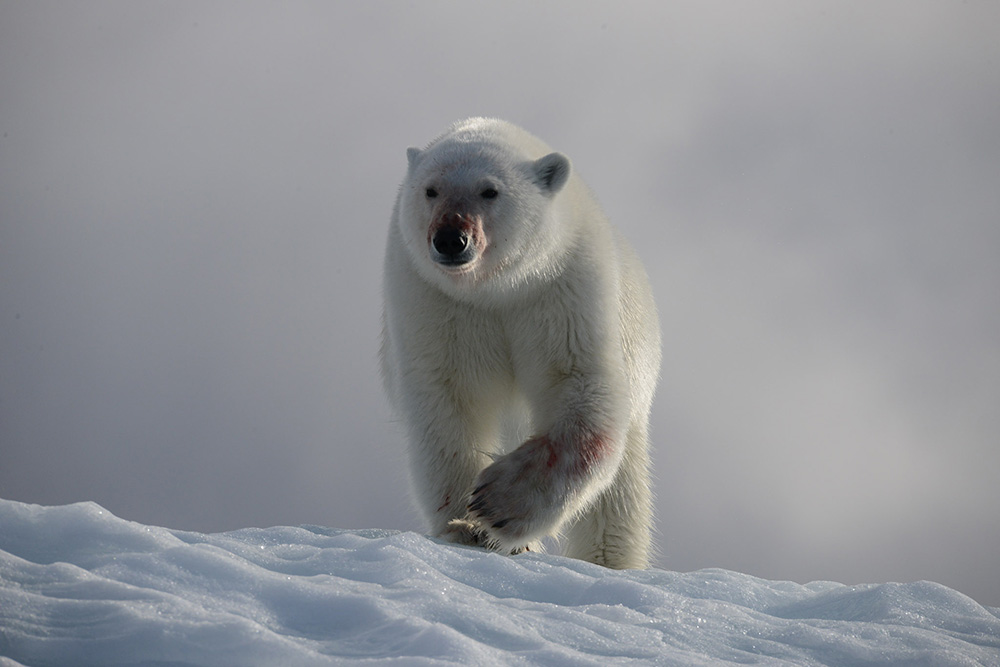 Ours Svalbard