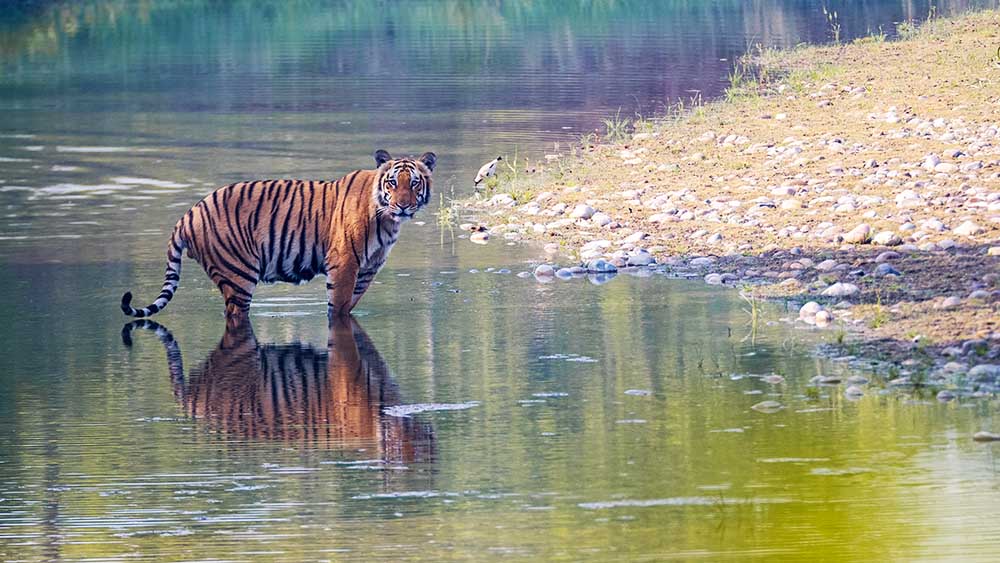 Tigre du Bengale - Bardia Népal