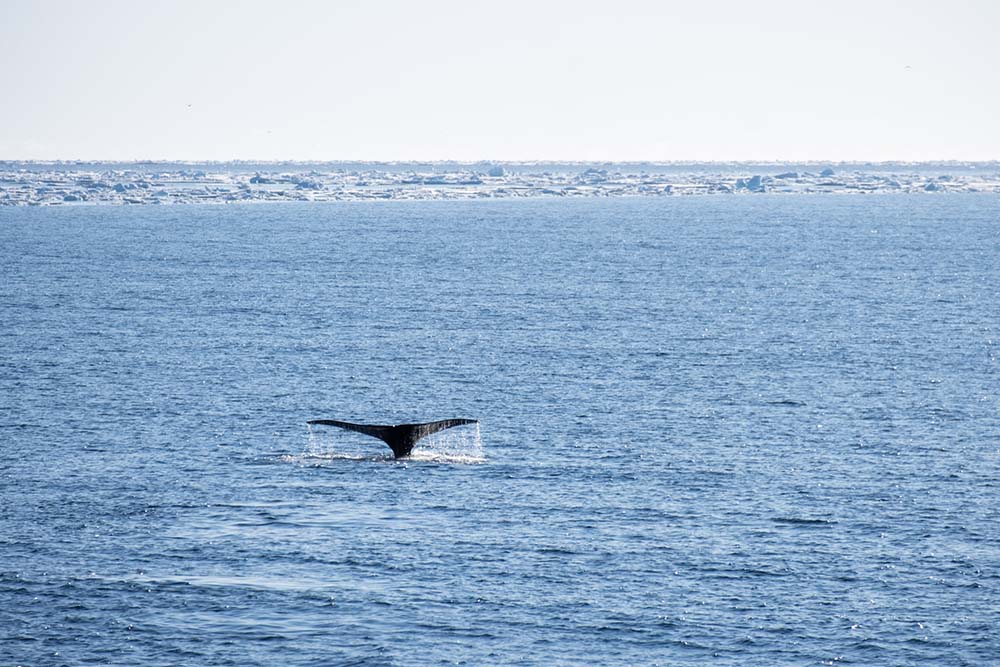 Croisière Banquise - Baleines