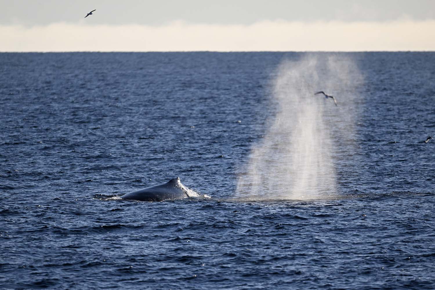 Baleine islande