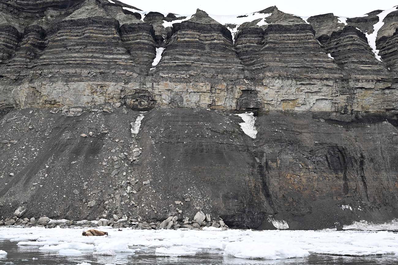 Morse Banquise Hambergbukta