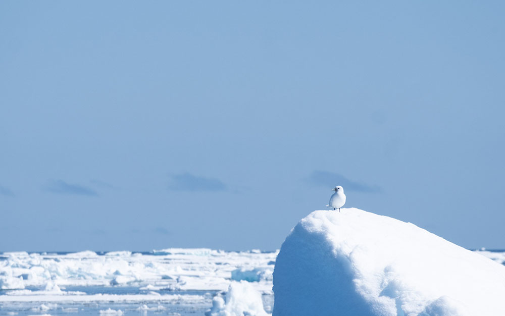 Mouette ivoire