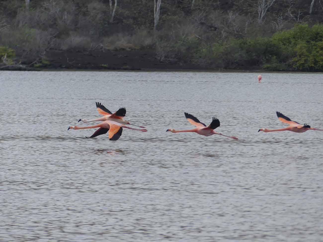 Flamants Punta Cormoran Galapagos