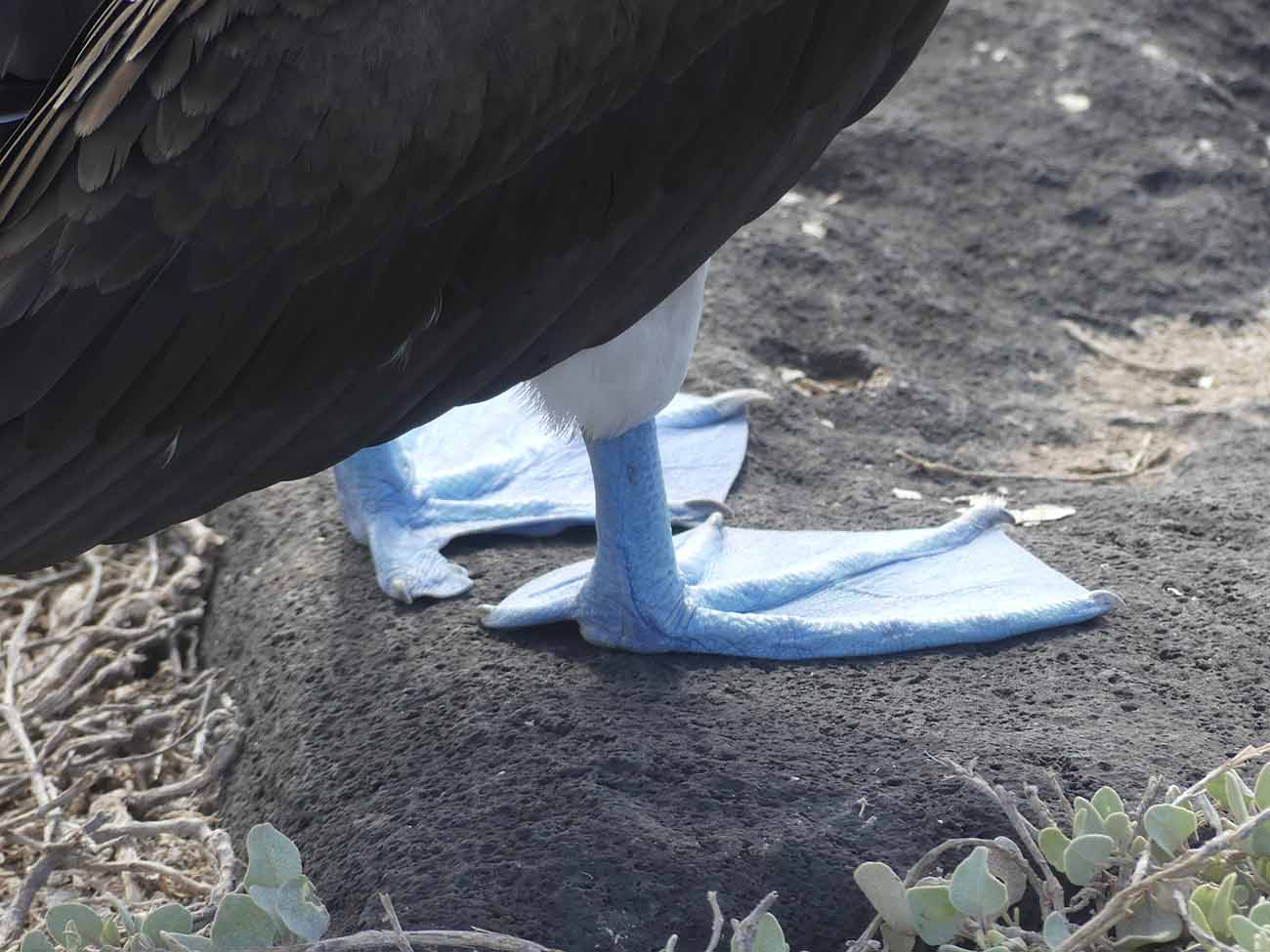 Fou à pieds bleu Punta Suarez - Galapagos