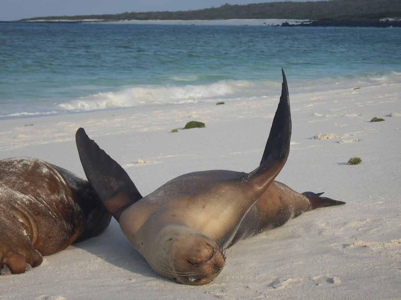 Jeune otarie Gardner Bay - Galapagos