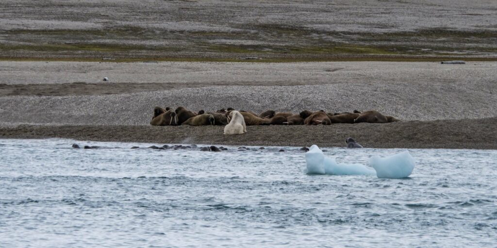 Attaque ours sur morses Svalbard - Grands Espaces