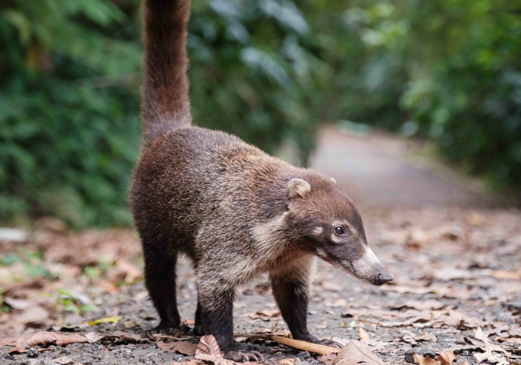 Coati Costa Rica