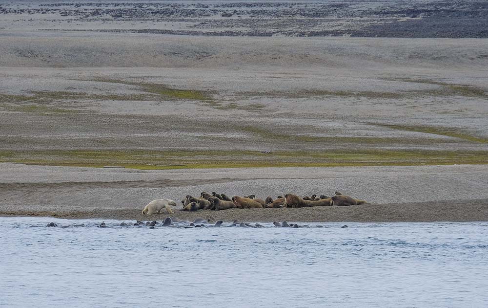 Ours Polaire Attaque Morse Torellneset Svalbard