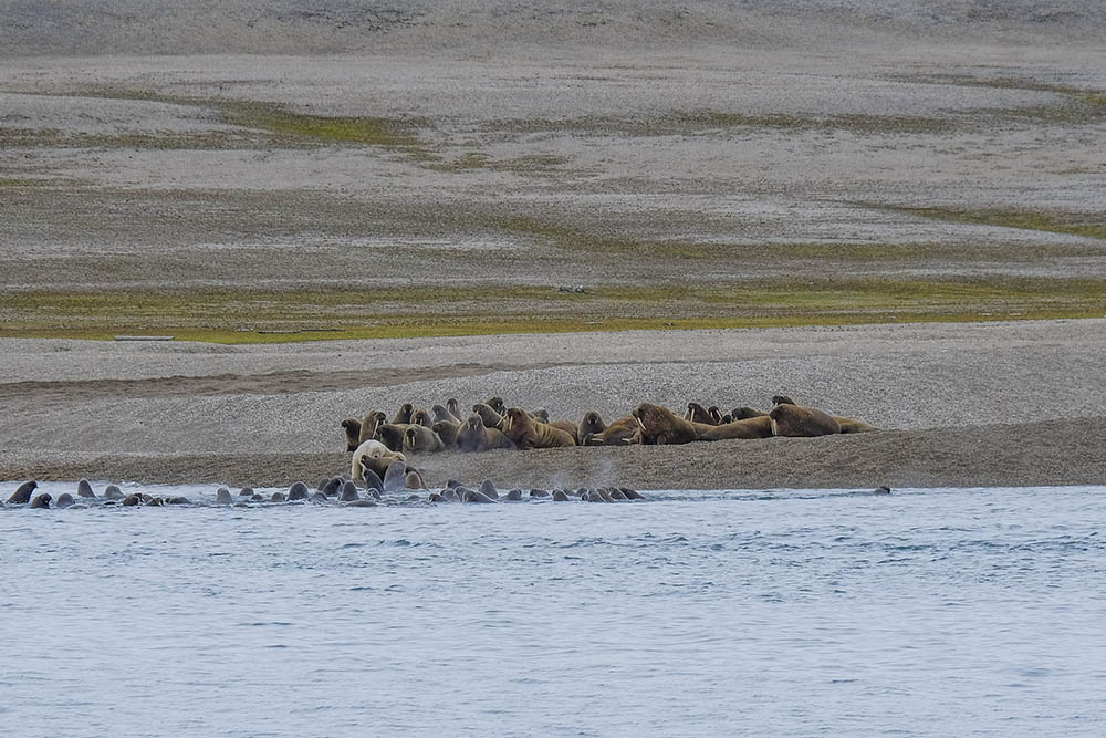 Ours Polaire Attaque Morse Torellneset Svalbard 3