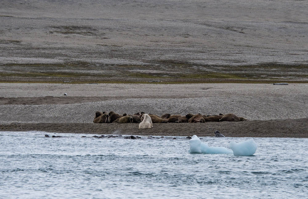 Ours Polaire Attaque Morse Torellneset Svalbard 4