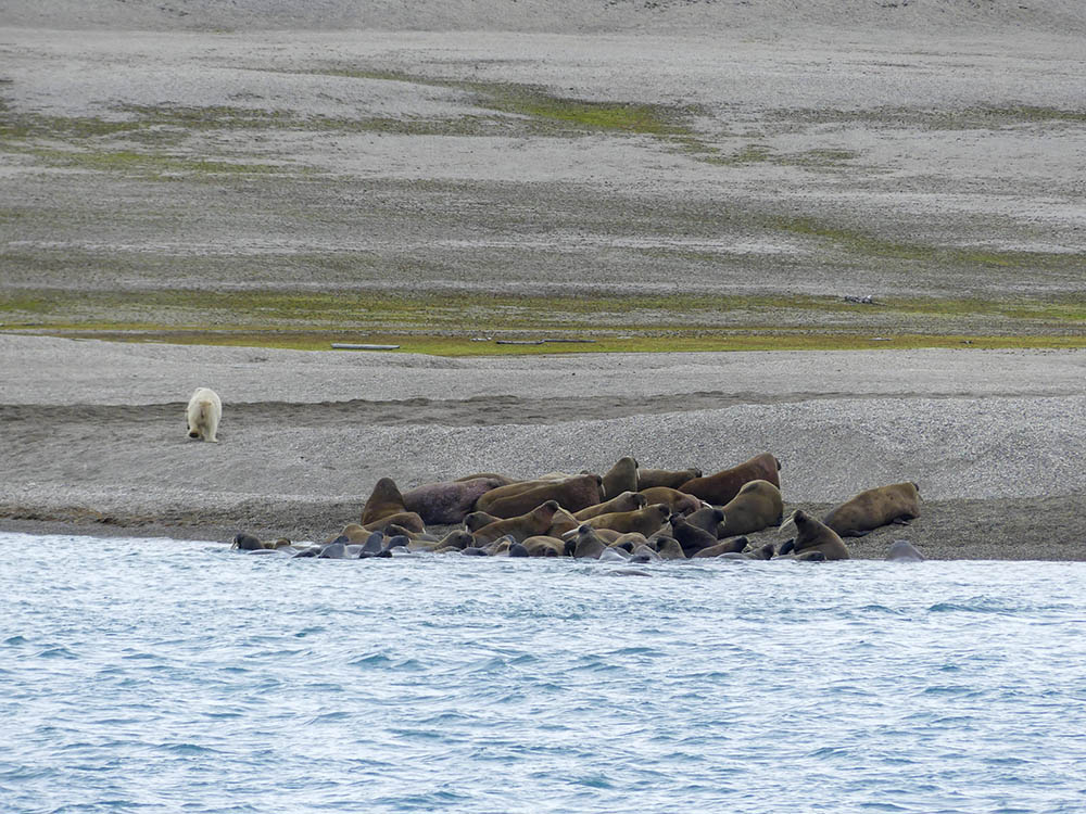 Ours Polaire Attaque Morse Torellneset Svalbard 6jpg