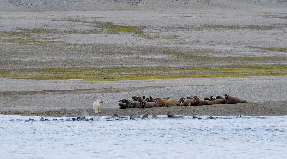 Ours Polaire Attaque Morse Torellneset Svalbard