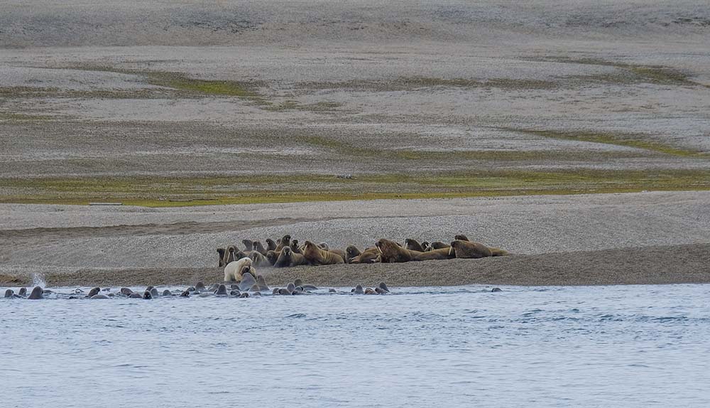 Ours Polaire Attaque Morse Torellneset Svalbard2