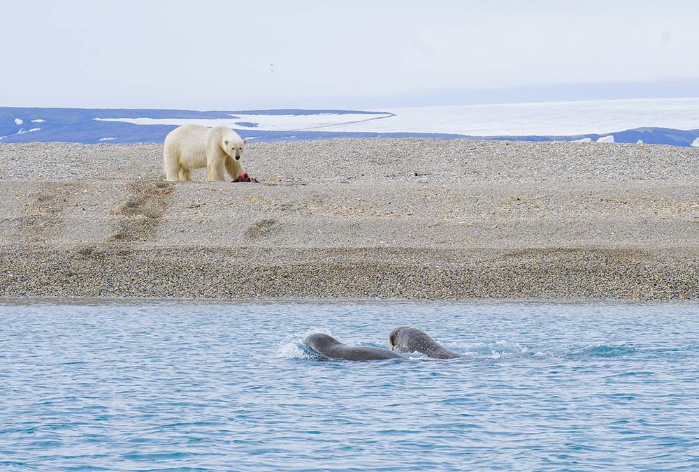 Ours polaire et morse Svalbard