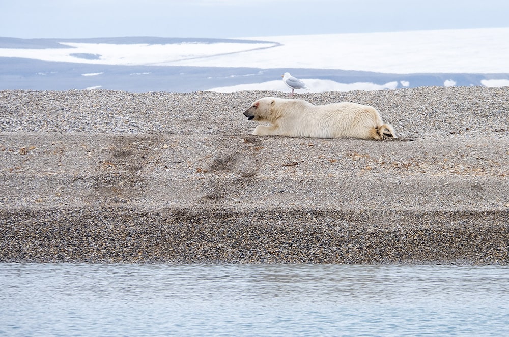 Ours Polaire Torellneset Svalbard-min