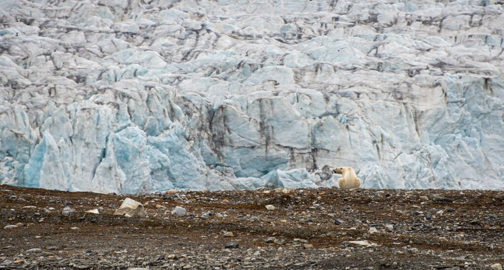 Ours Spitzberg et glacier