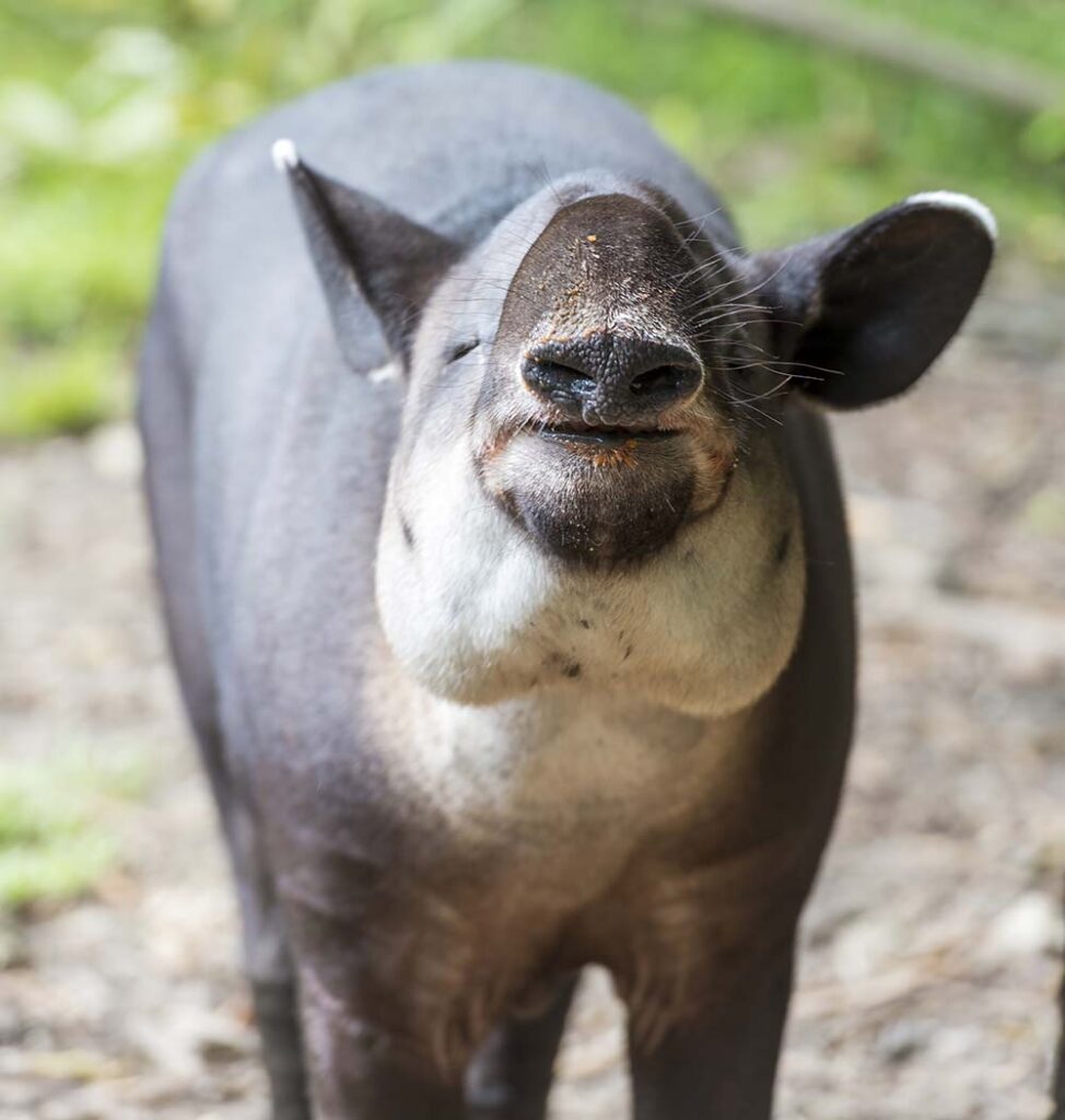 Tapir Costa Rica