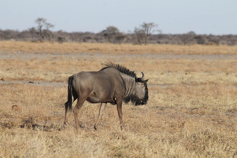 Gnou noir Namibie